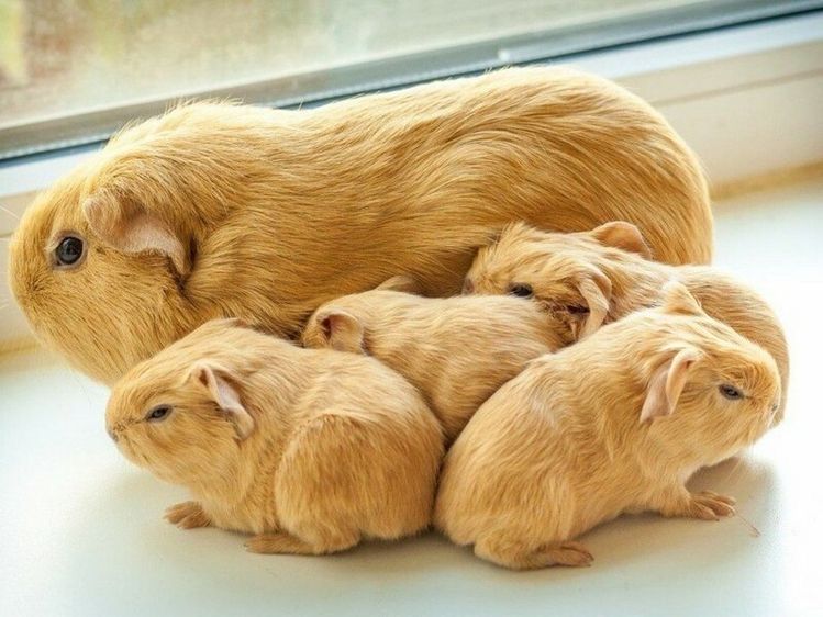 Морские свинки разных окрасов