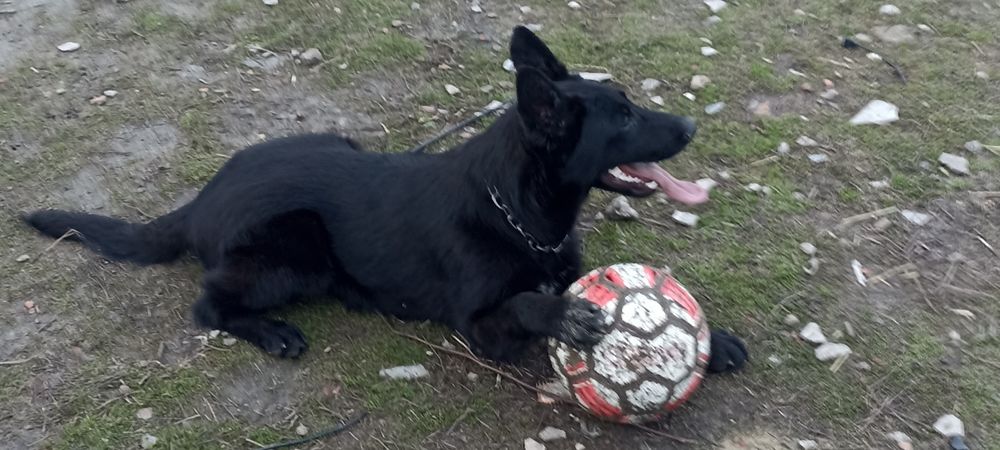 Продам  цуценя бельгійської вівчарки