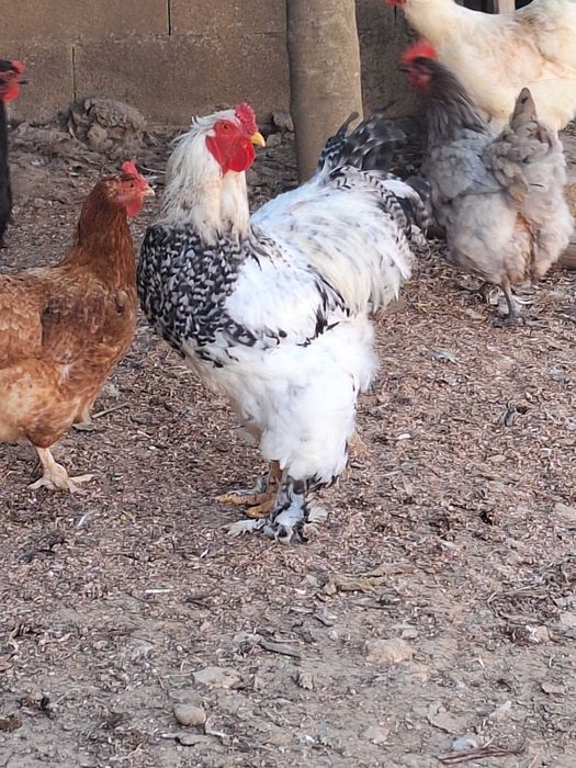 Vendo galo cruzado brahma