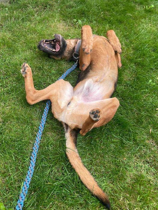 Dragon szuka nowego domu