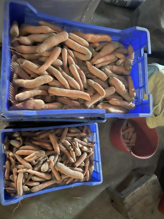 Marchew paszowa odpadowa