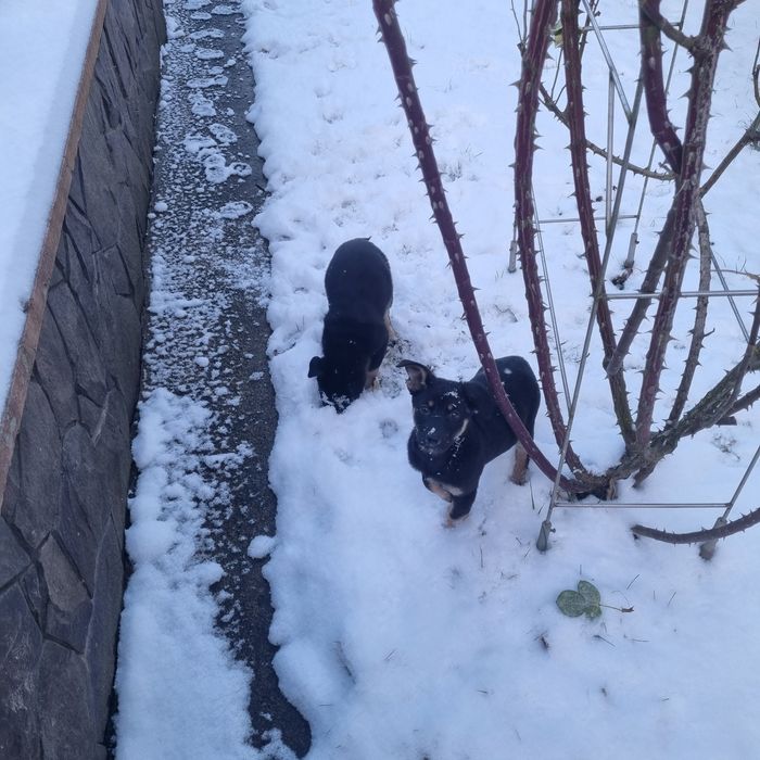 Собачки (2 місяці) в добрі руки