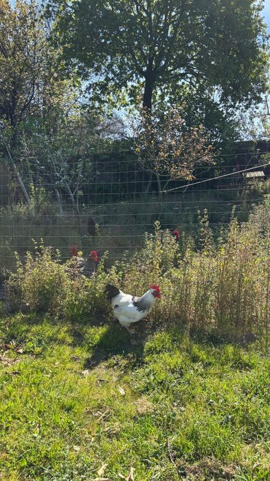 Sussex light macho com 1 ano