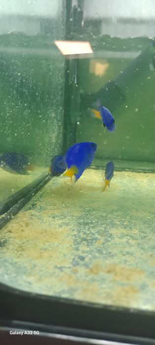 Ryba Chrysiptera Parasema