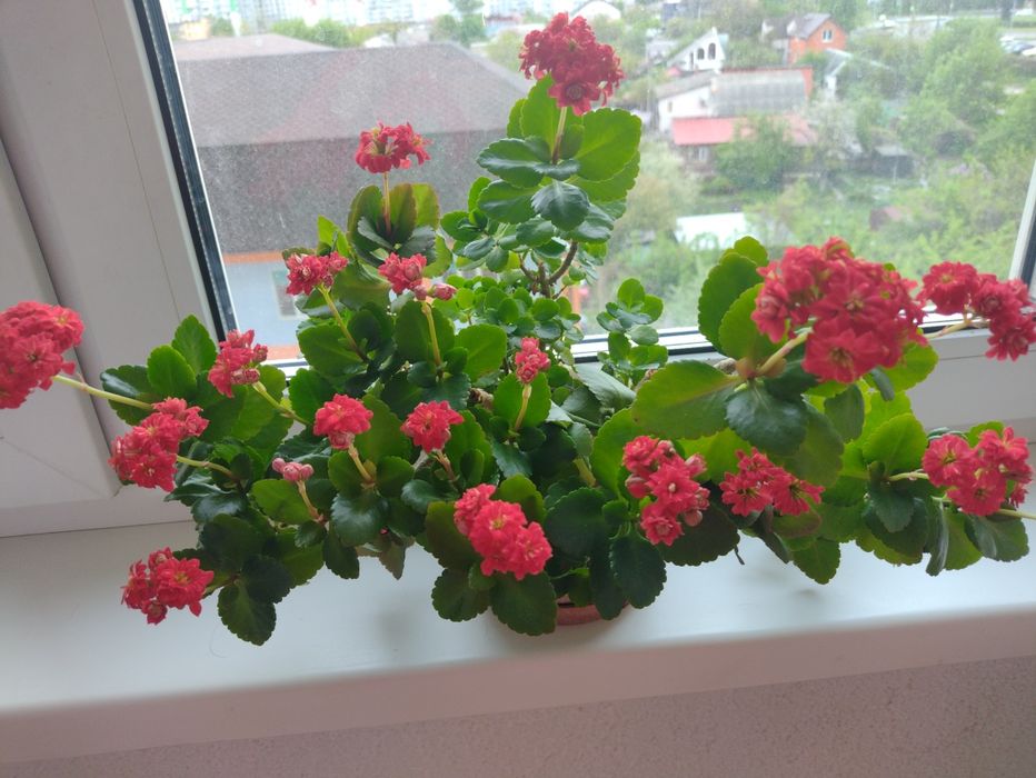 Каланхоэ, цветущий