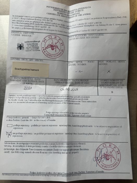 Ptasznik na sprzedaż