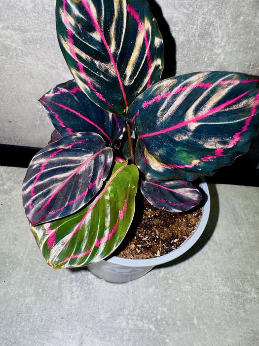 Калатея Дотті (Dottie)