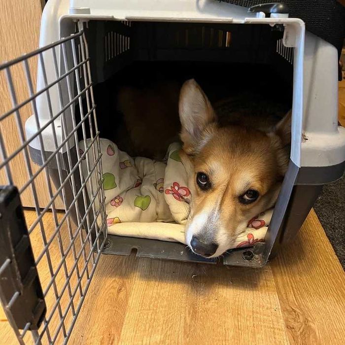 АВИа бокс iata переноска клетка для собак кошек от №1,2,3,4,5,6,7