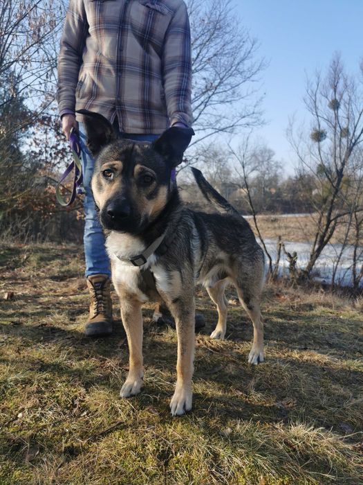 Leo- cudowny pies szuka wreszcie odpowiedzialnego domu