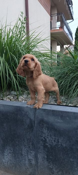 Szczeniaki Cocker Spaniel
