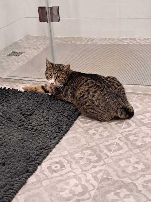 Kocurki szukają domku