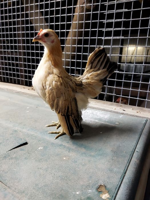 Galinhas raça Serama/Ovos