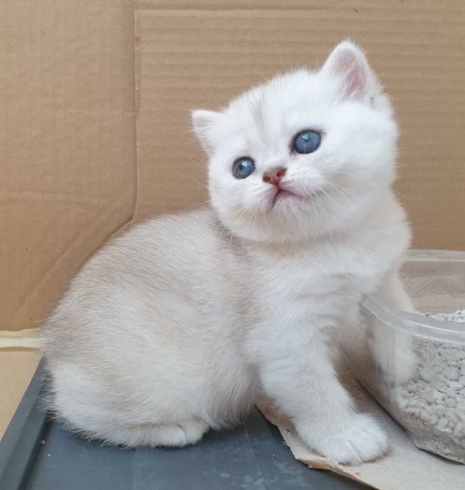 Gatinha British Shorthair