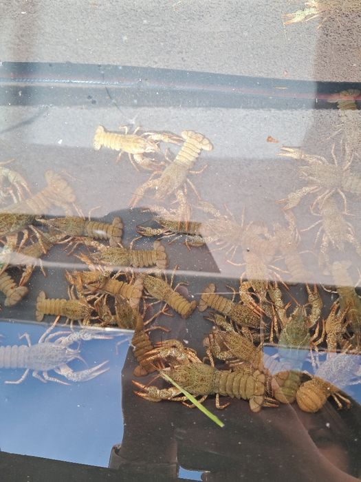 Lin narybek 12-16cm. Karp, amur, Jesiotr