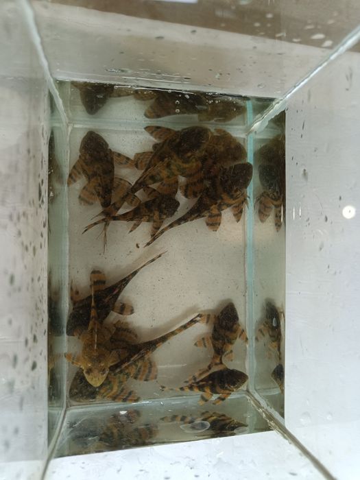 Лорикария красная гнездо