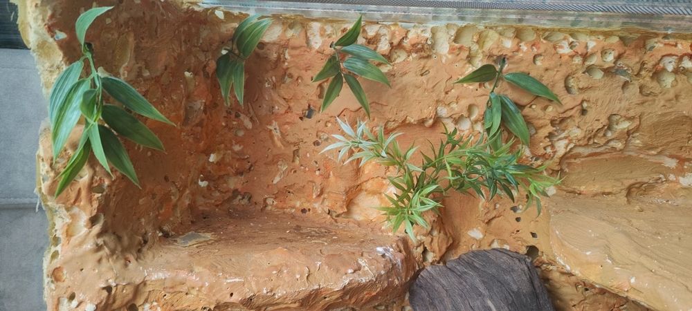 Terrarium 60/50/30 cm