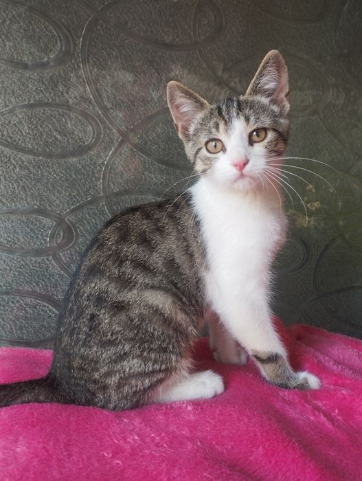 Киця стерилізована котеня шукає дім сіра смугаста кішка кошка