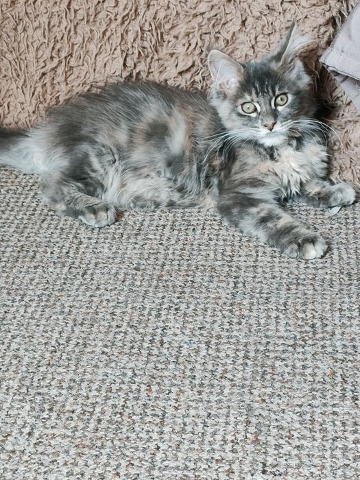 Dziewczynka  niebieska szykret Maine Coon