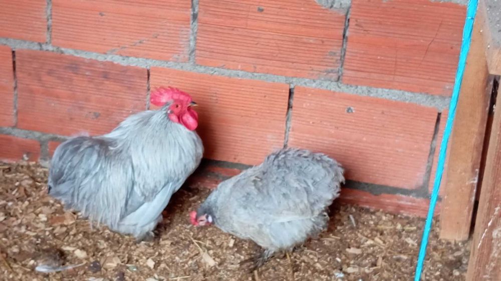 Pekins Dourados/ Lavanda