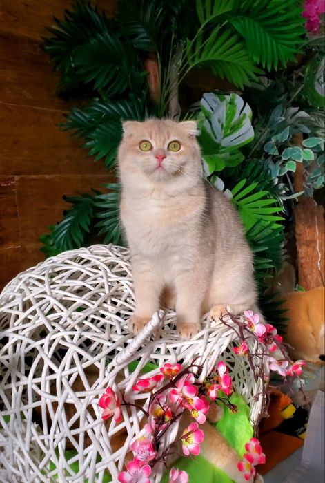 Нежные и ручные котики. Окрас золотая шиншилла, золотые тикированные.