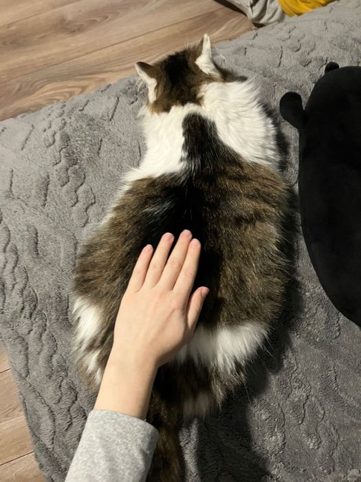 Знайшли стерилізовану кицю