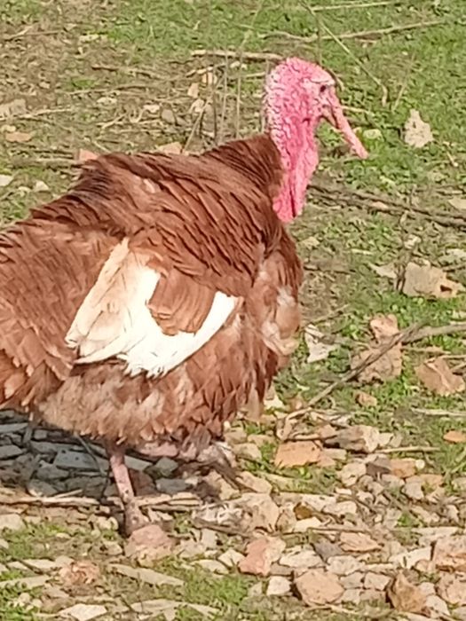 Індичата червоний бурбон