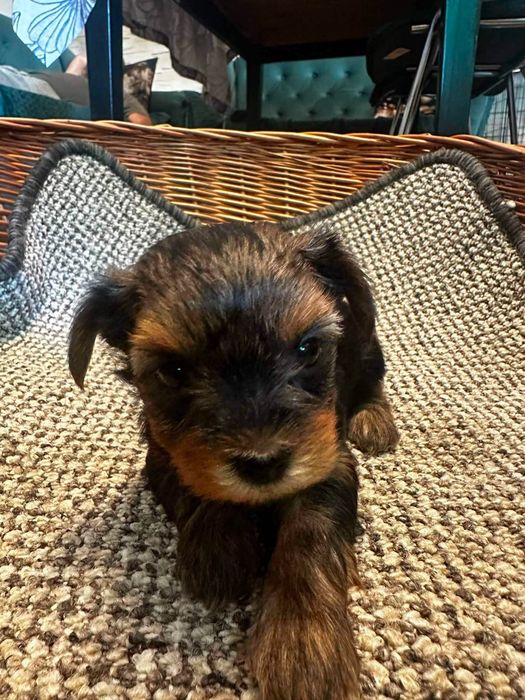 yorkshire suczka terrier rodowód