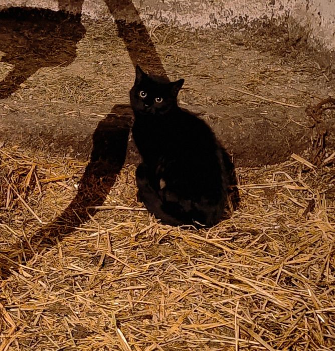 ODDAM kotkę  pilnee