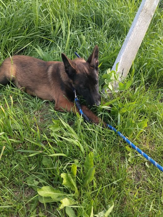 Owczarek belgijski malinois