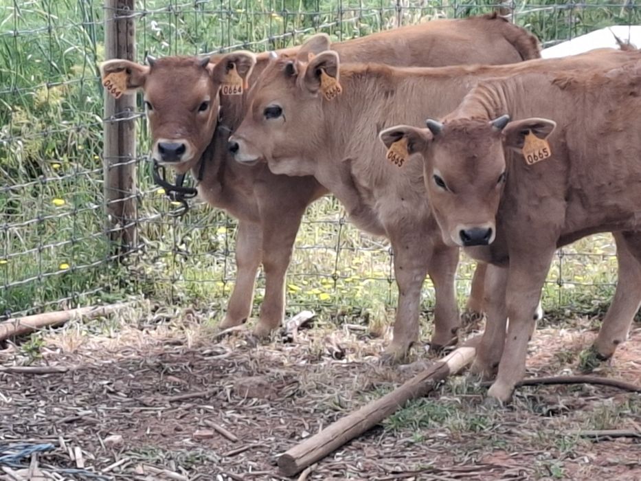 Vacas Cachenas Casal Pais a vista