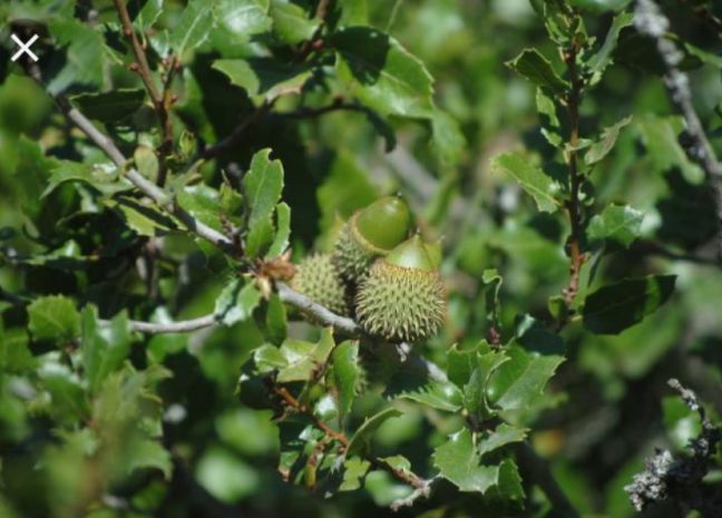 Azinheiras e sobreiros