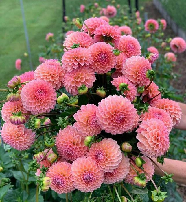 Поділки сортових жоржин