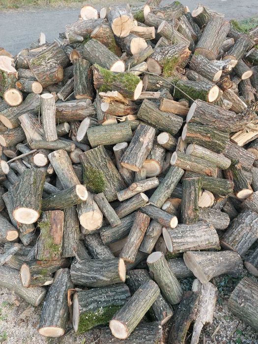 Drewno Dąb oraz Sosna