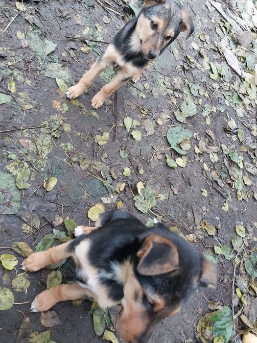 Шукаємо сім'ю найкращому песику другу