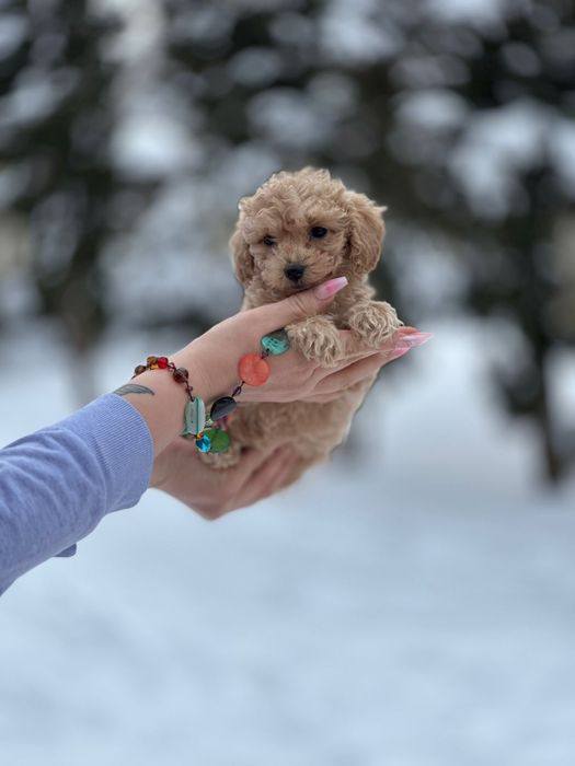 Міні дівчатка мальтіпу. Собачки кучеряві красуні.')