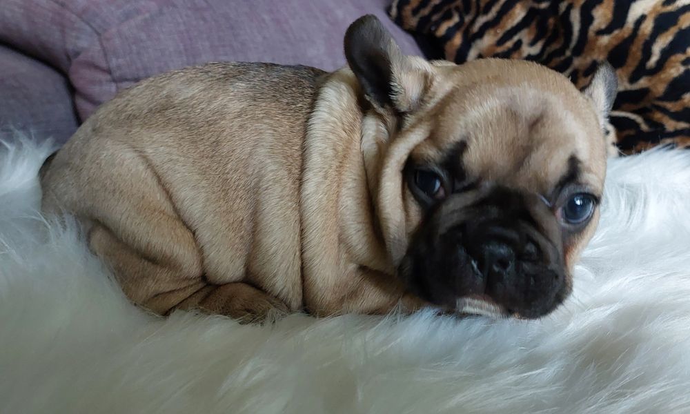 Bulldog francês menina