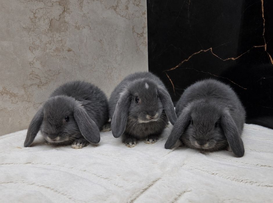 Mini lop po rodowodowych rodzicach