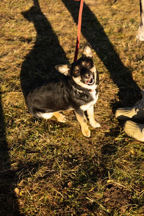 Fifi już tak długo czeka na dom