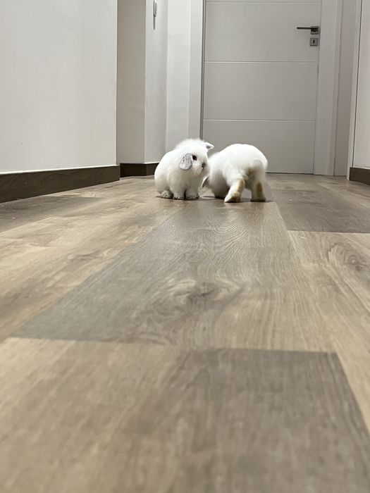 Para adocao casal de Coelhos anoes belier