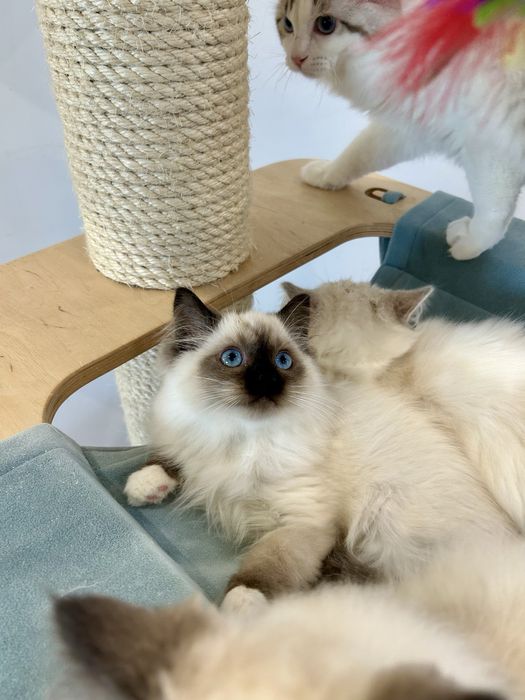 Maluszek z Wiktorkowa*Pl. Śliczne, zdrowe, kastrowane, rodowód FPL.,