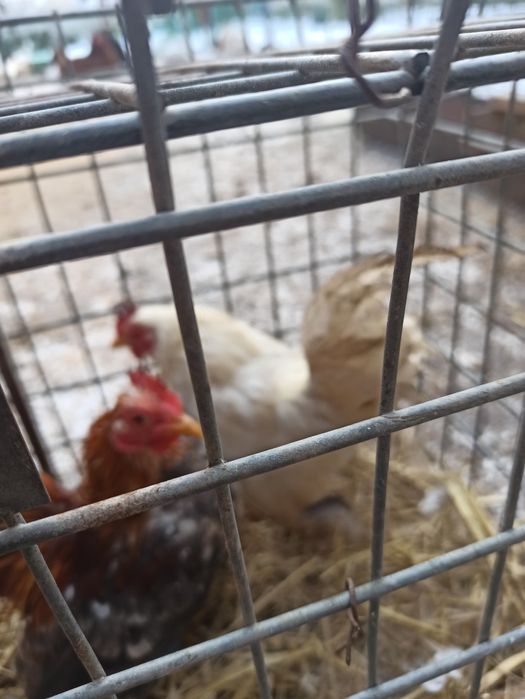 Sprzedam koguty seramy