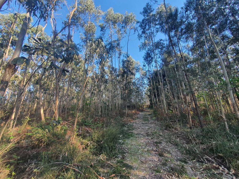 Terreno Florestal +/- 1 hectare Monte Córdova - Santo Tirso próximo ao Santuário da Nossa Sra da Assunção