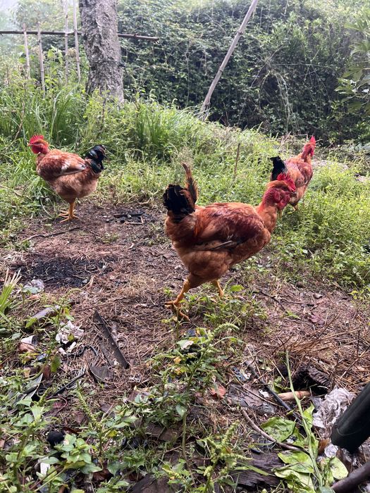 Frangos do Campo