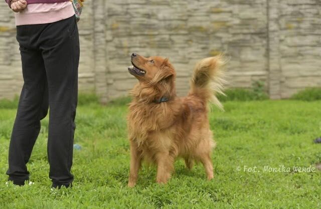 Codi Psiak do adopcji