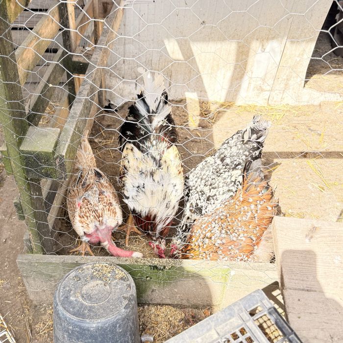 Sertaneja Balão – Pintos Premium