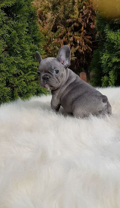 Продажа французского бульдога