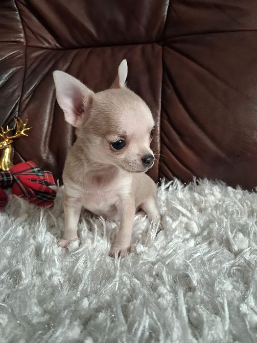 Śliczna suczka chihuahua