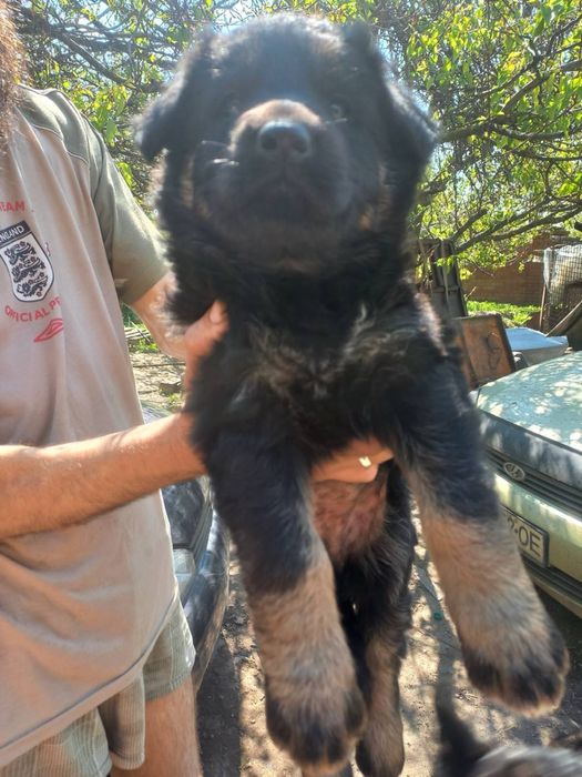Продам щенков немецкой овчарки,1,5 месяца