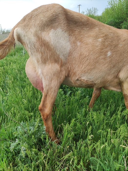 Продам коз дойних