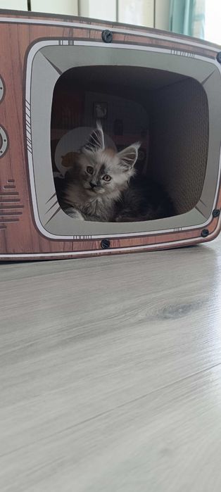 Bentley - Piękny kocurek Maine coon/prawdziwa domowa chodowla/